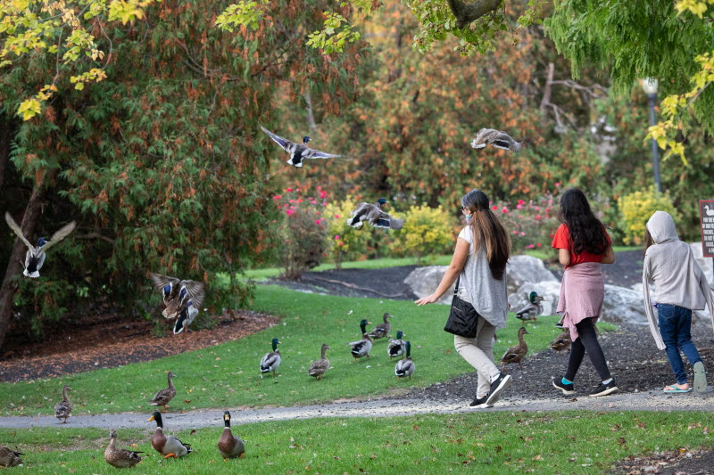 Young women walk in a park with ducks.